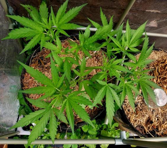 GOATLato gotta a lato. Week 6