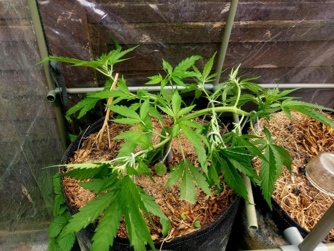 GOATLato gotta a lato. Week 6