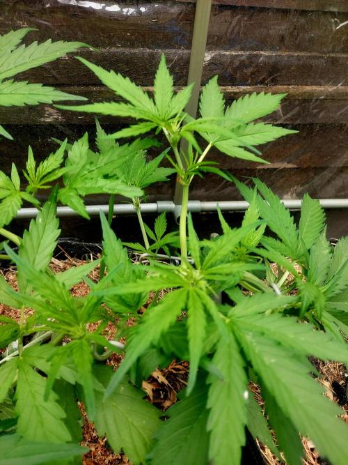 GOATLato gotta a lato. Week 7