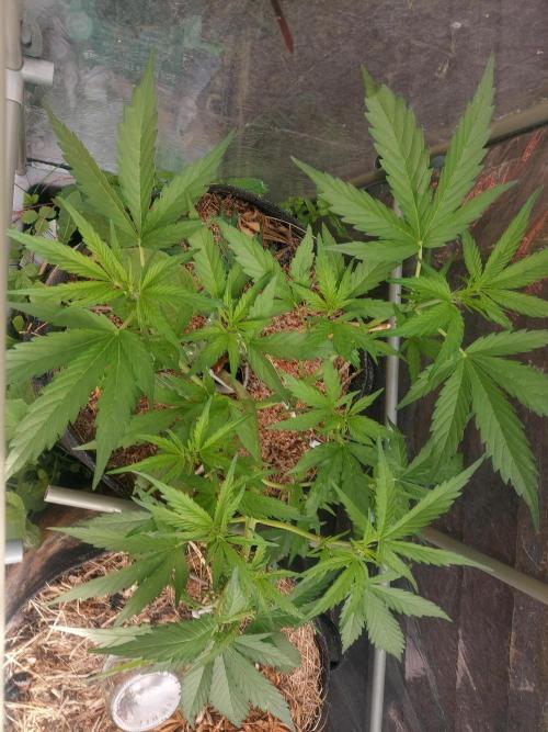 GOATLato gotta a lato. Week 7