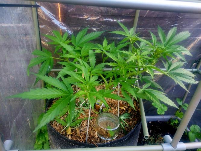 GOATLato gotta a lato. Week 7