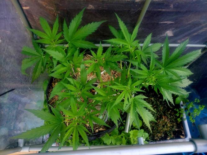 GOATLato gotta a lato. Week 7