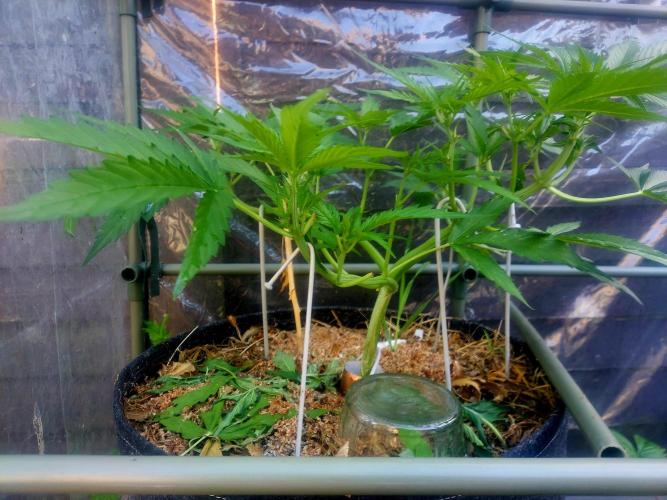 GOATLato gotta a lato. Week 7 - Knitting needles work wonderfully for plant stakes 