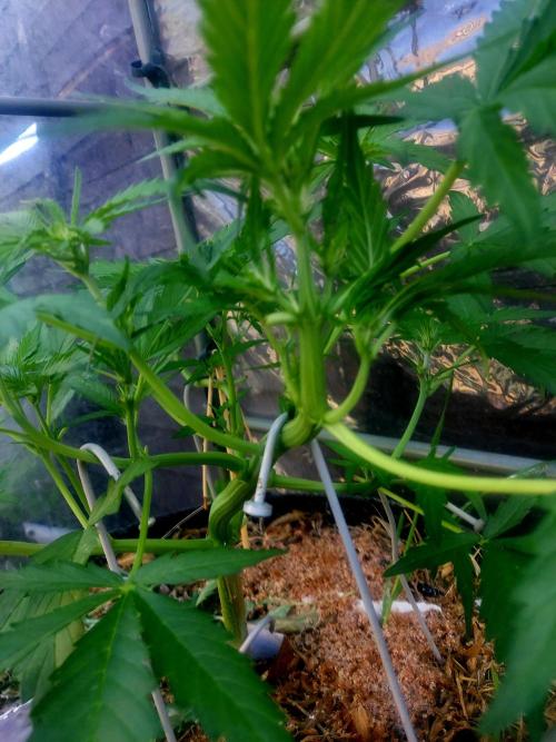 GOATLato gotta a lato. Week 7 - You cam see where she's stretching up 