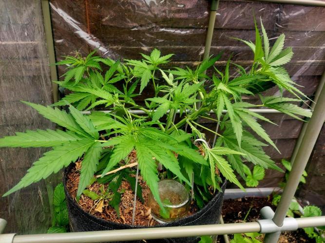GOATLato gotta a lato. Week 8