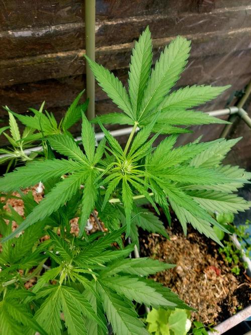GOATLato gotta a lato. Week 8