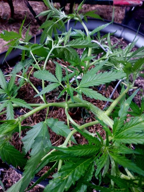 GOATLato gotta a lato. Week 8