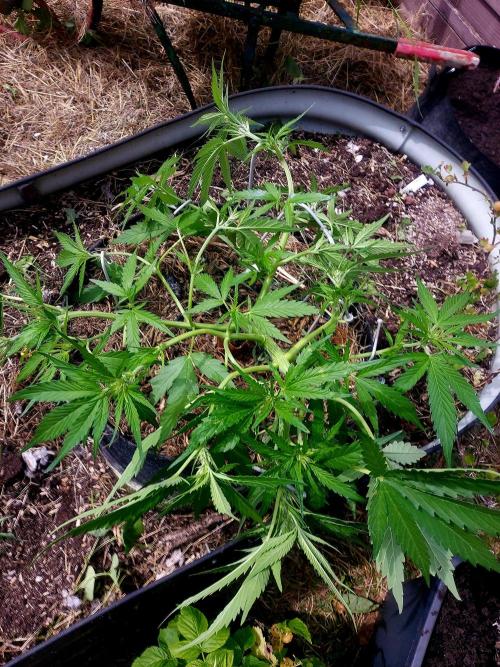 GOATLato gotta a lato. Week 8