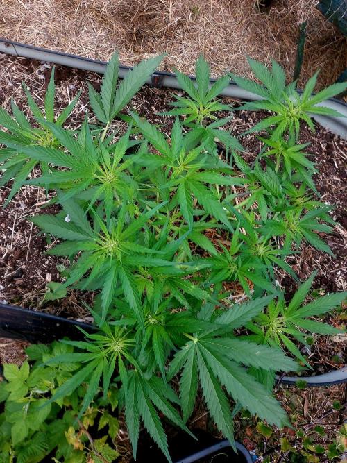 GOATLato gotta a lato. Week 8