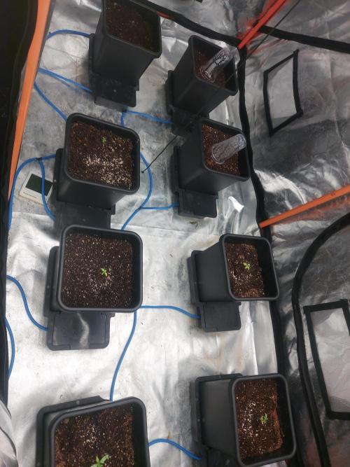 TESTER A003. Week 1
