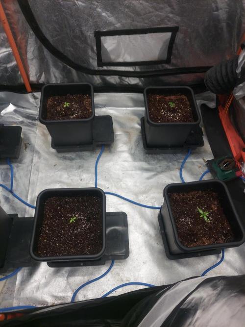 TESTER A003. Week 1