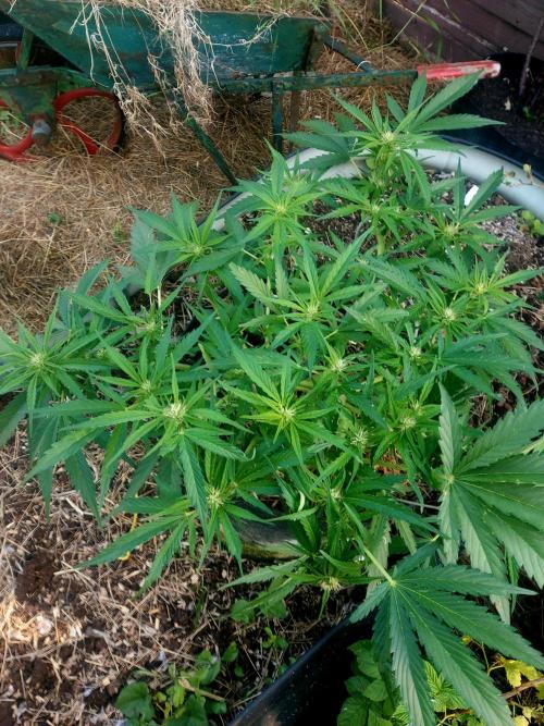 GOATLato gotta a lato. Week 9