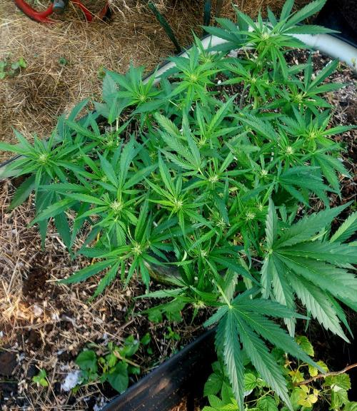 GOATLato gotta a lato. Week 9