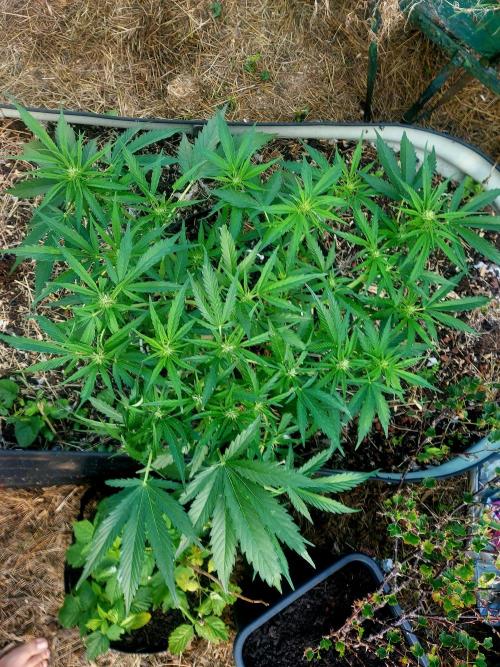 GOATLato gotta a lato. Week 9