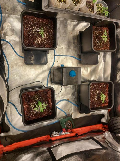 TESTER A003. Week 1