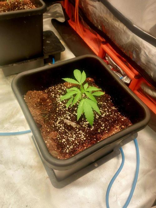 TESTER A003. Week 2