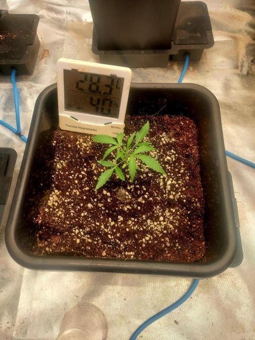 TESTER A003. Week 2