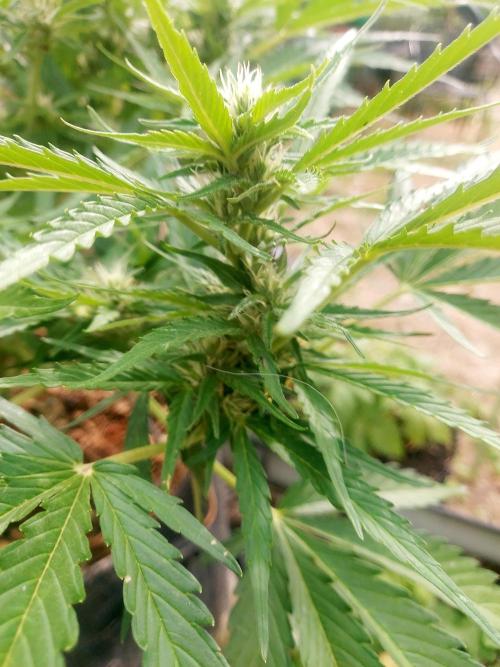 GOATLato gotta a lato. Week 9