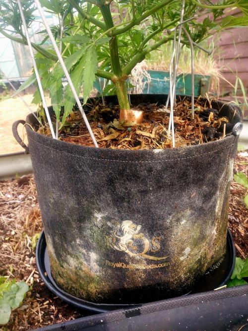 GOATLato gotta a lato. Week 9 - Well used RQS 5 gal. Bag