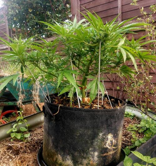 GOATLato gotta a lato. Week 9