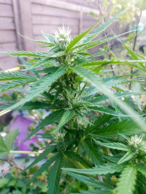 GOATLato gotta a lato. Week 9
