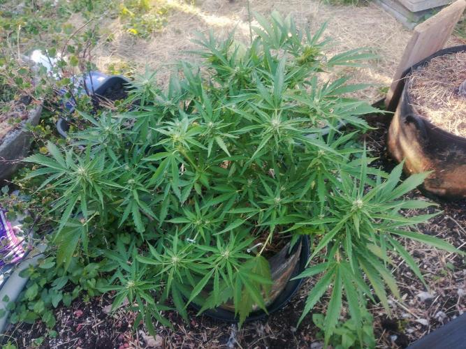 GOATLato gotta a lato. Week 9