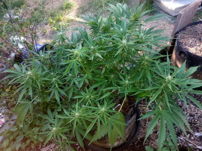 GOATLato gotta a lato. Week 9