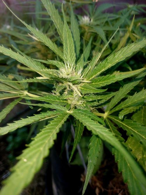 GOATLato gotta a lato. Week 9