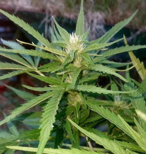 GOATLato gotta a lato. Week 9