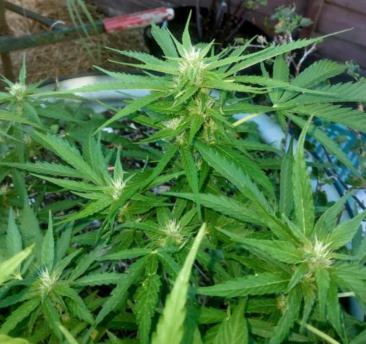 GOATLato gotta a lato. Week 9