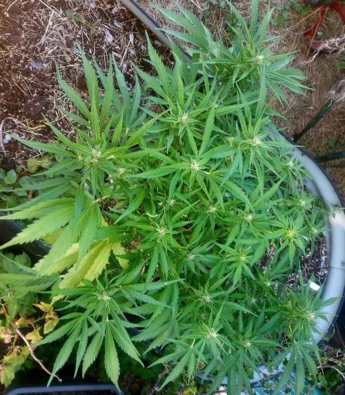 GOATLato gotta a lato. Week 9