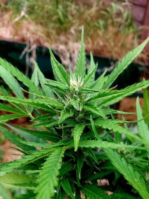 GOATLato gotta a lato. Week 10