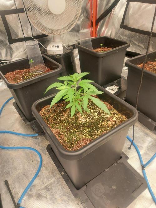 TESTER A003. Week 3