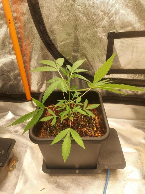 TESTER A003. Week 3