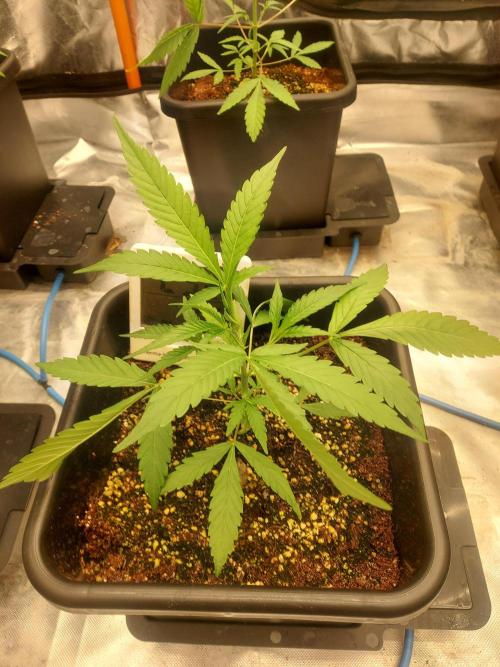 TESTER A003. Week 3