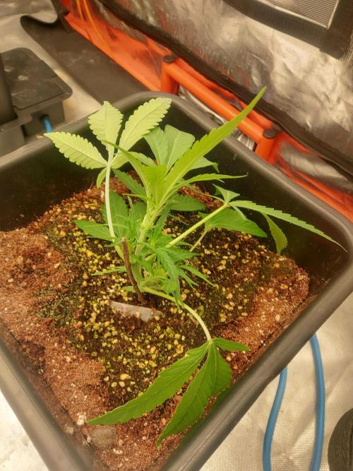 TESTER A003. Week 3 - This one is in flower already, getting pulled in a couple of days. 