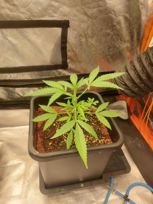 TESTER A003. Week 3