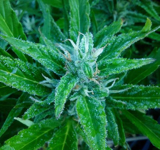 GOATLato gotta a lato. Week 10