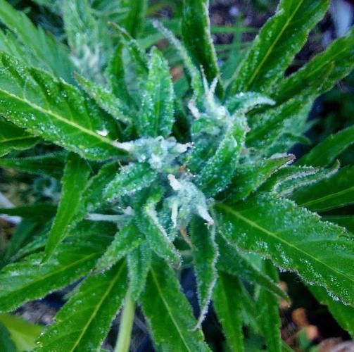GOATLato gotta a lato. Week 10
