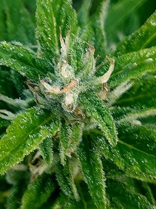 GOATLato gotta a lato. Week 10