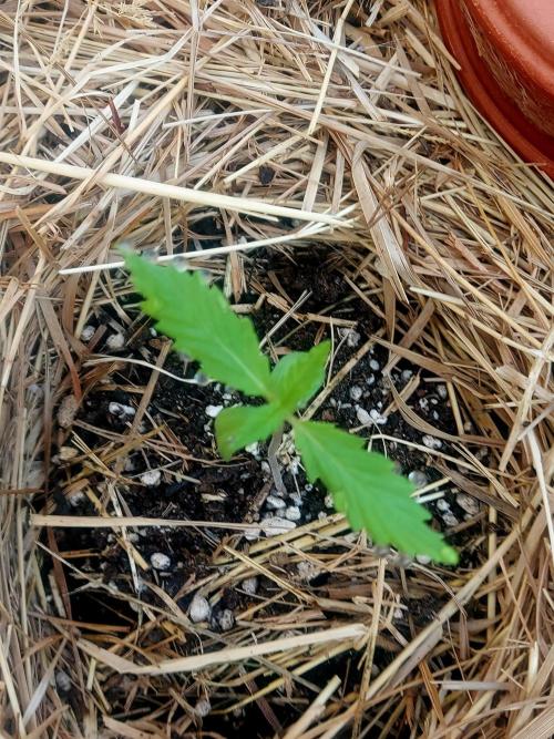 Punchy Purple banana. Week 2