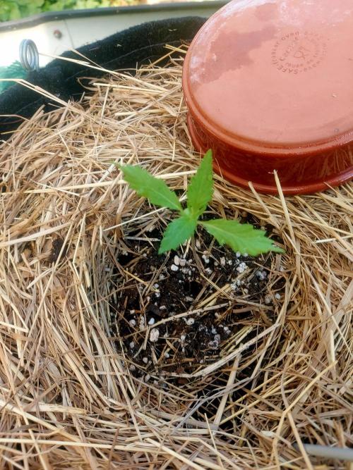 Punchy Purple banana. Week 2