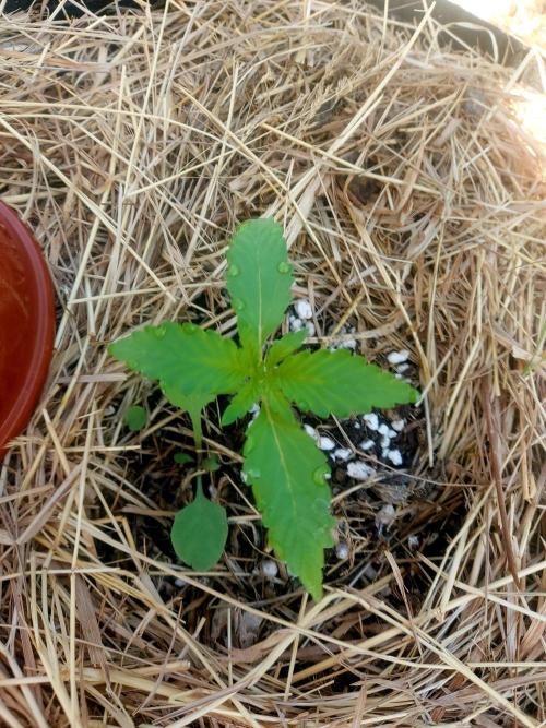 Banana Purple Punch Auto RF3. Week 2