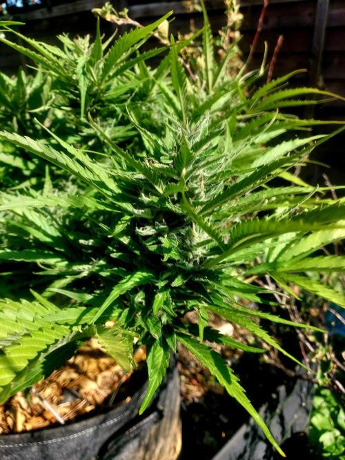 GOATLato gotta a lato. Week 11