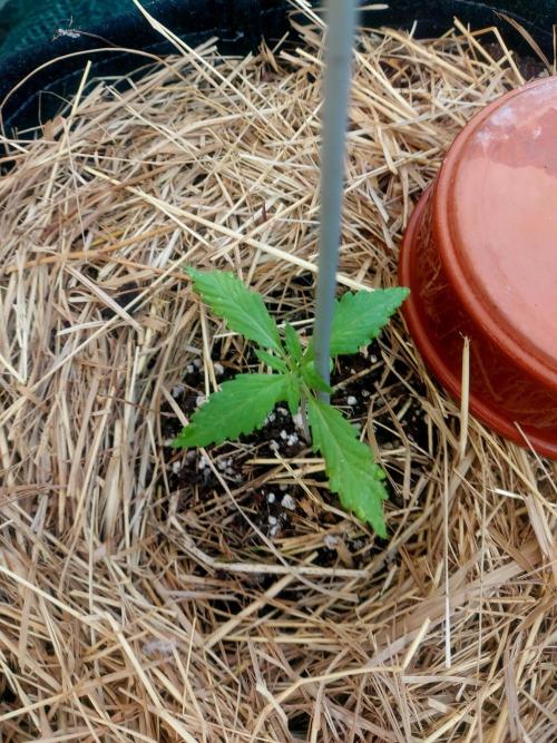 Punchy Purple banana. Week 2 - 3 gallon fabric bag baby is a lot smaller, not sure why, might be the soil 