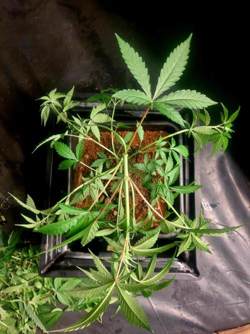 TESTER A003. Week 4