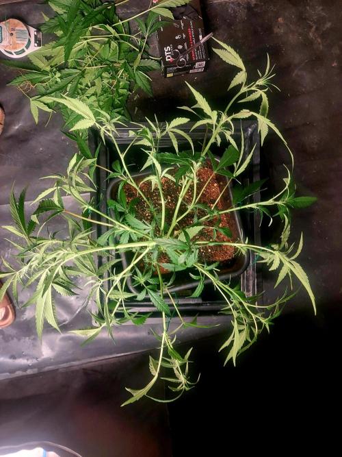 TESTER A003. Week 4