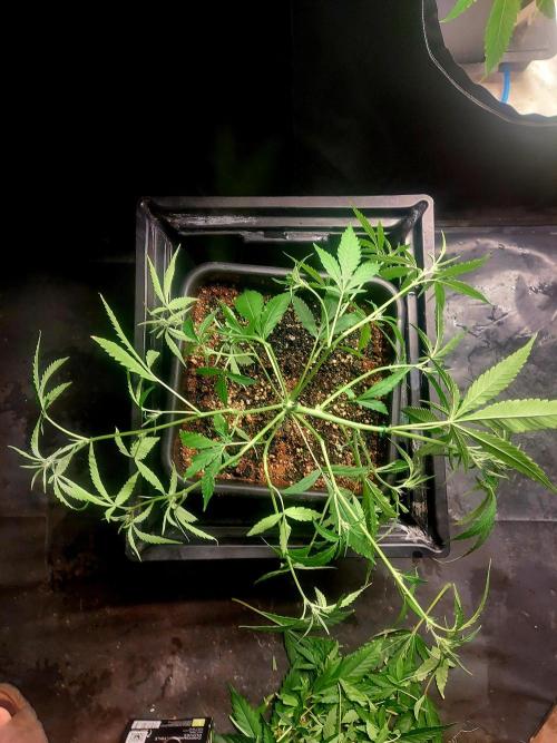 TESTER A003. Week 4