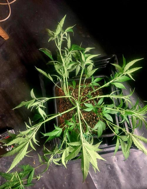 TESTER A003. Week 4