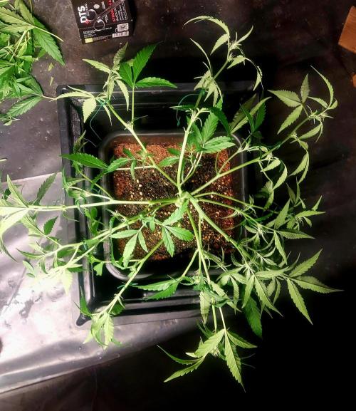 TESTER A003. Week 4